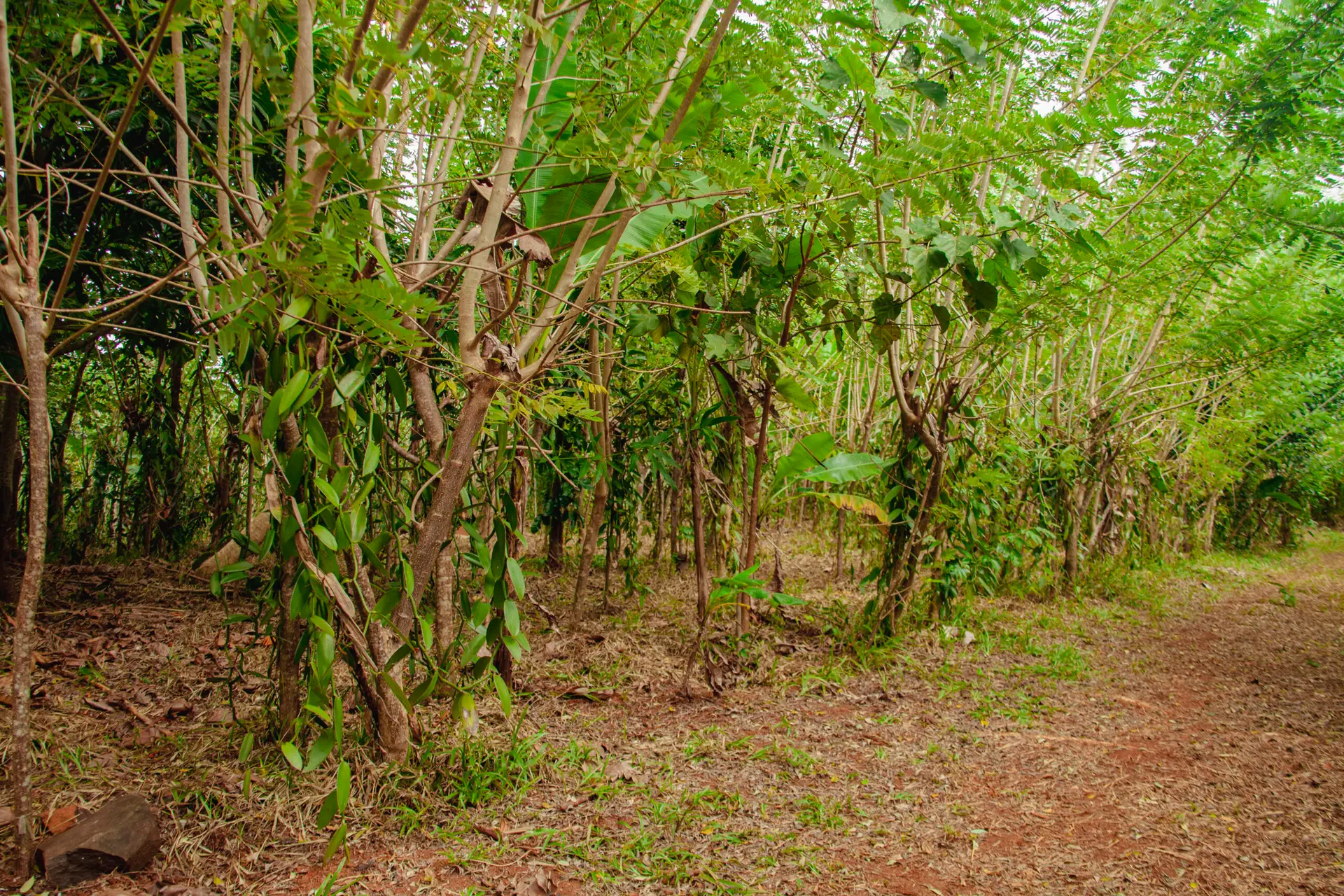 Comment la vanille est-elle cultivée et récoltée à Madagascar ? Plantation de vanille dans la région SAVA à Madagascar