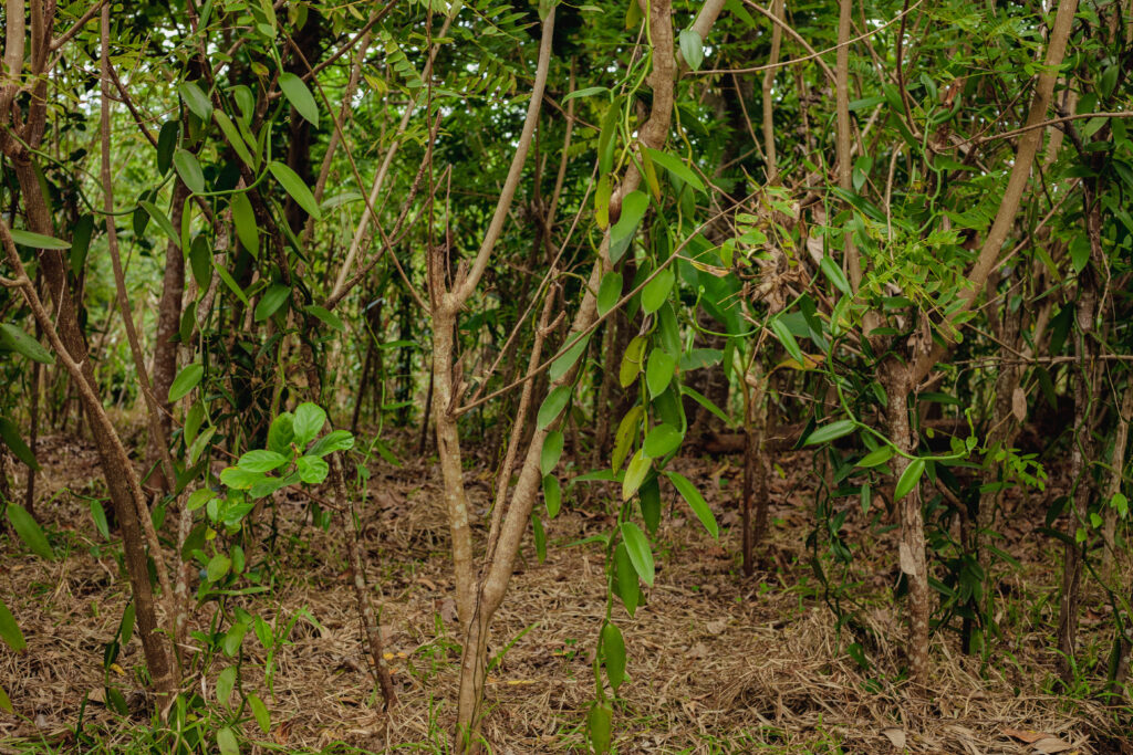 Plantation de vanille dans la région SAVA à Madagascar