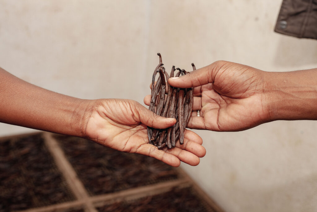 Sélection manuelle des gousses de vanille par les équipes de LA SAVEUR VANILLE