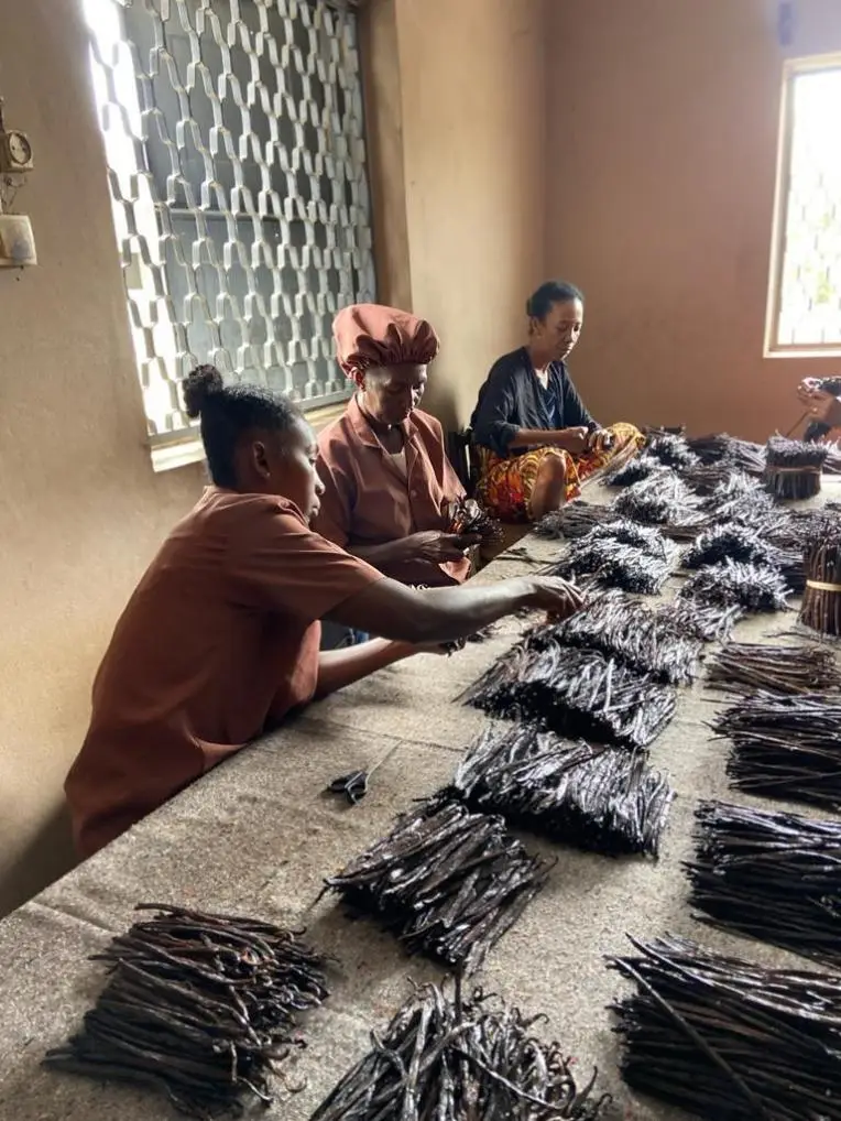 Tri manuel des gousses de vanille par les équipes de LA SAVEUR VANILLE.